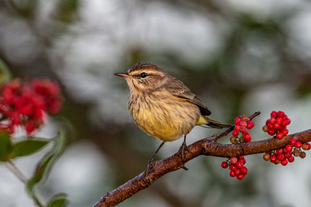 Palm Warbler - ML292296751