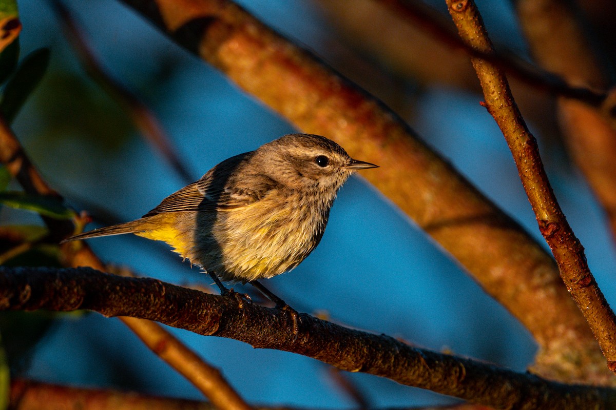 Palm Warbler - ML292296841