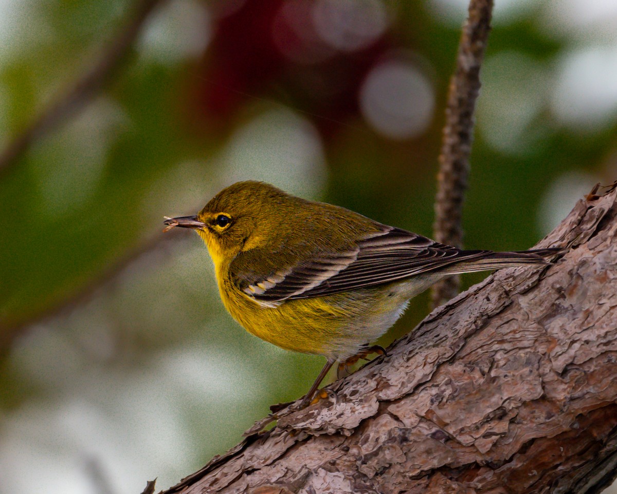 Pine Warbler - ML292296911