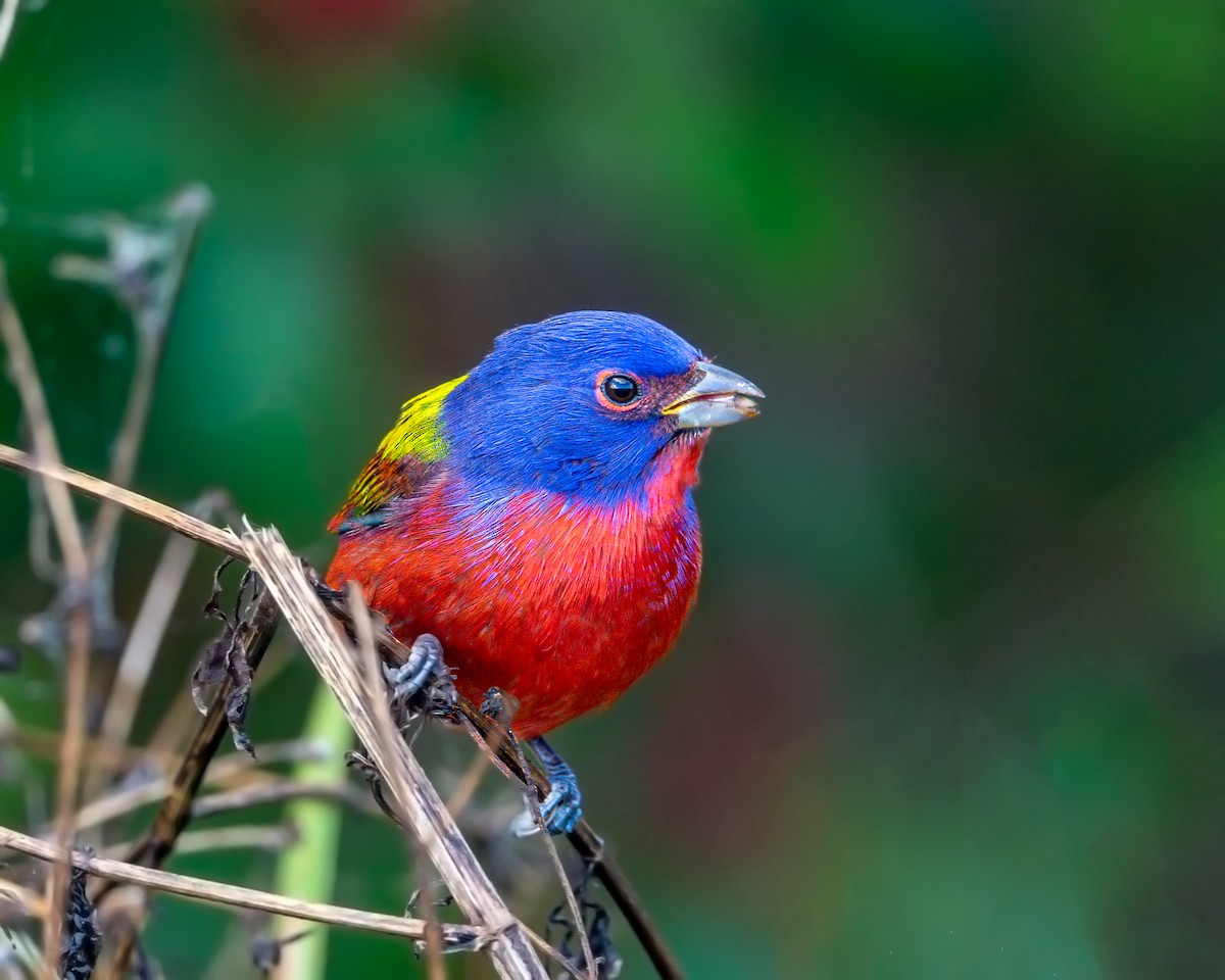 Painted Bunting - ML292296991