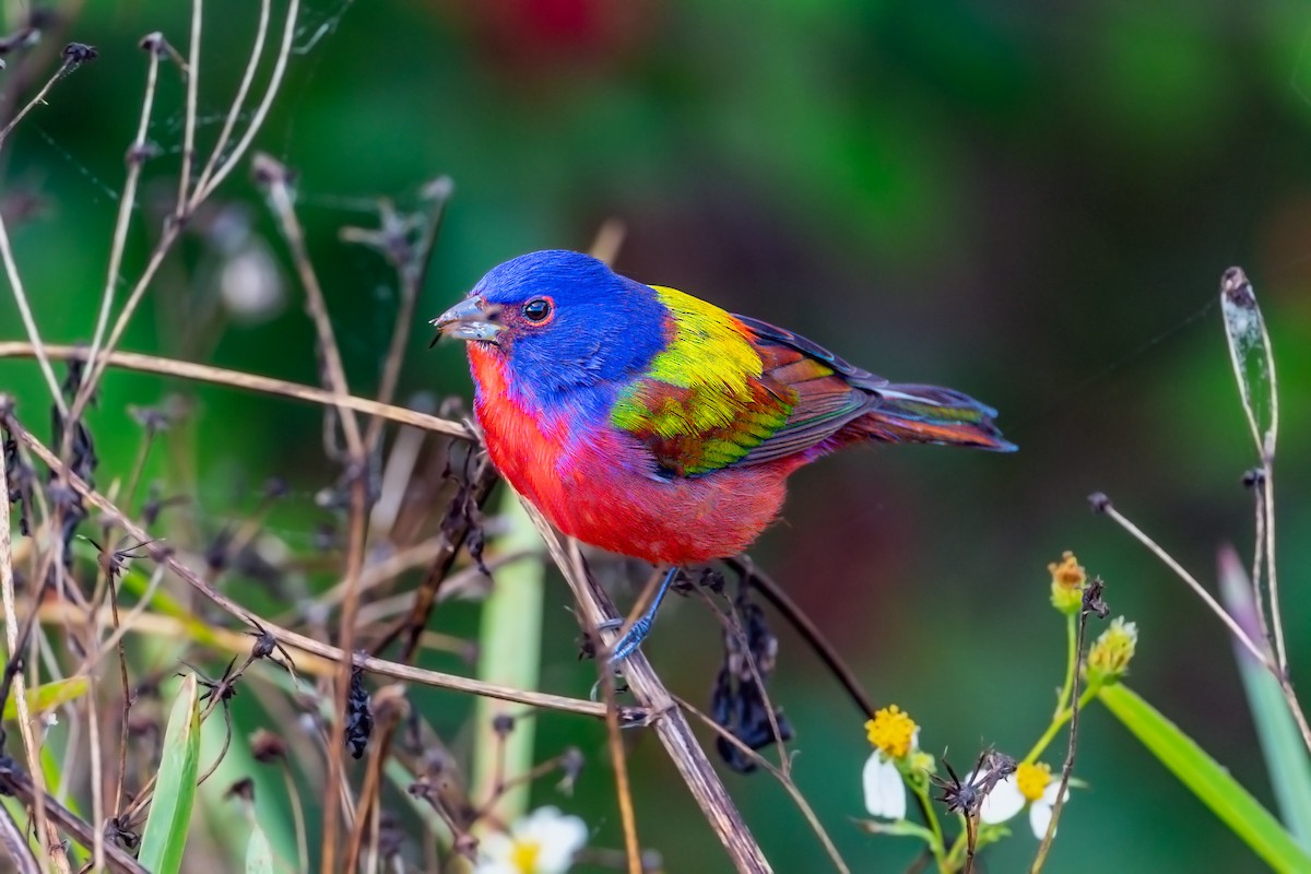 Painted Bunting - ML292297001