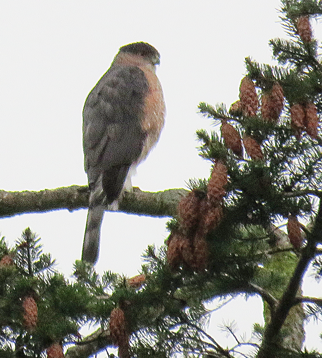 Cooper's Hawk - ML292297671