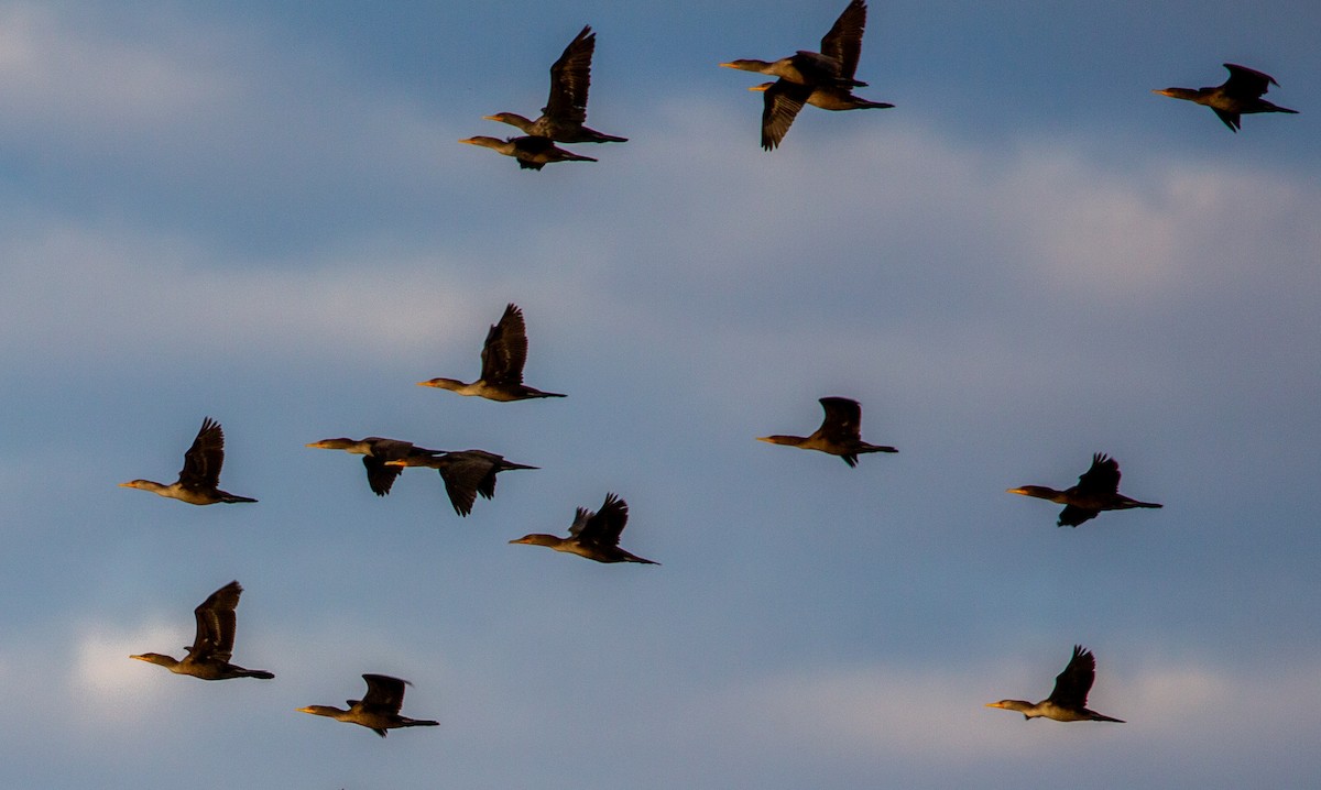 Double-crested Cormorant - ML292300981