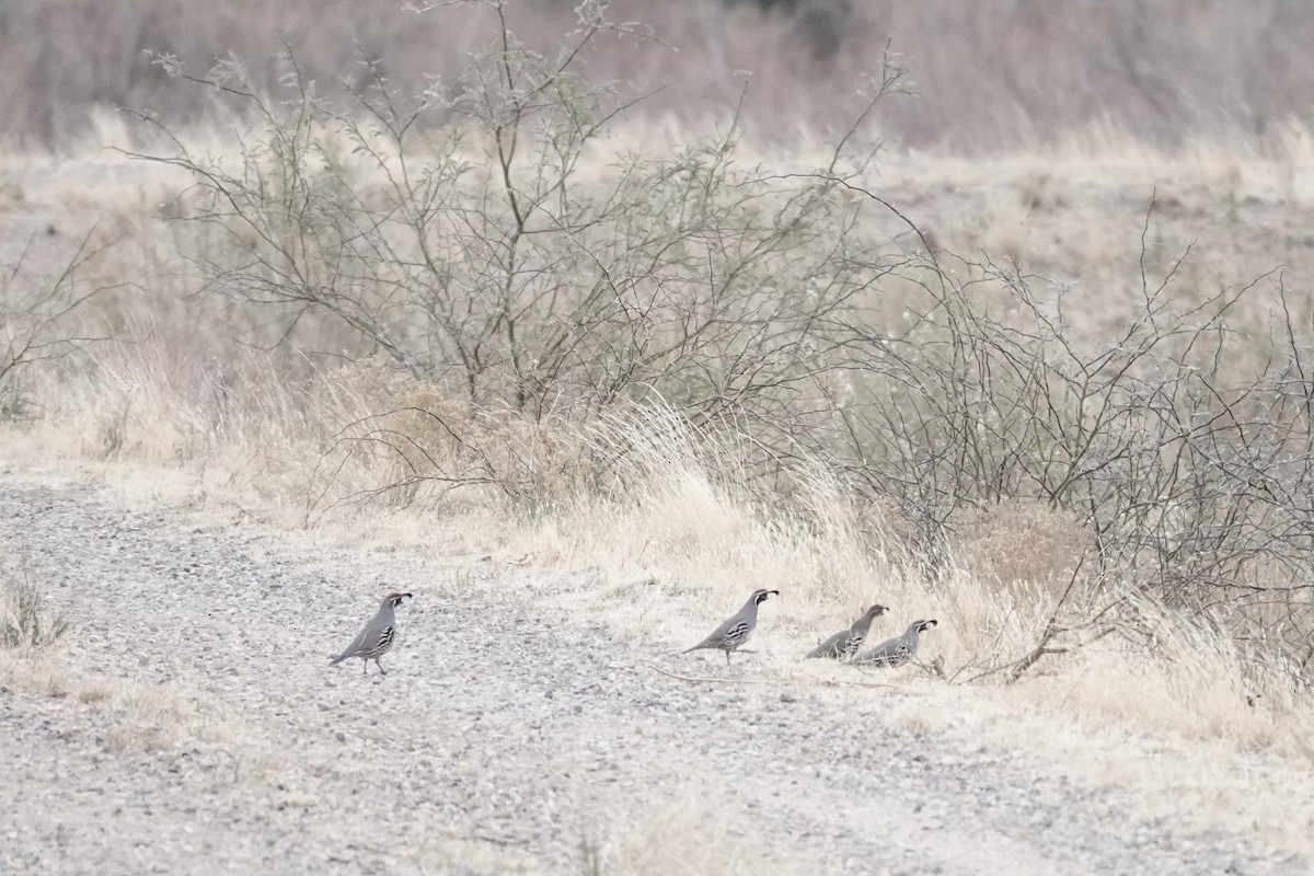 Gambel's Quail - ML292301811