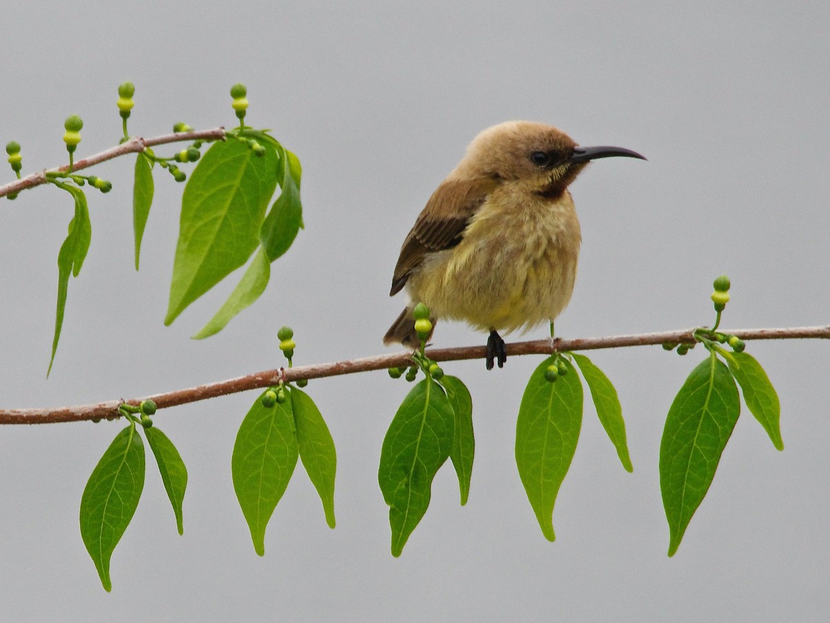 Carmelite Sunbird - ML292303411