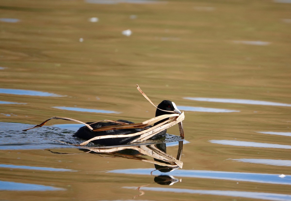 Eurasian Coot - Bill Cash