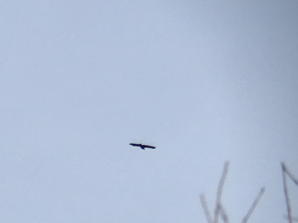 Bald Eagle - ML292304391