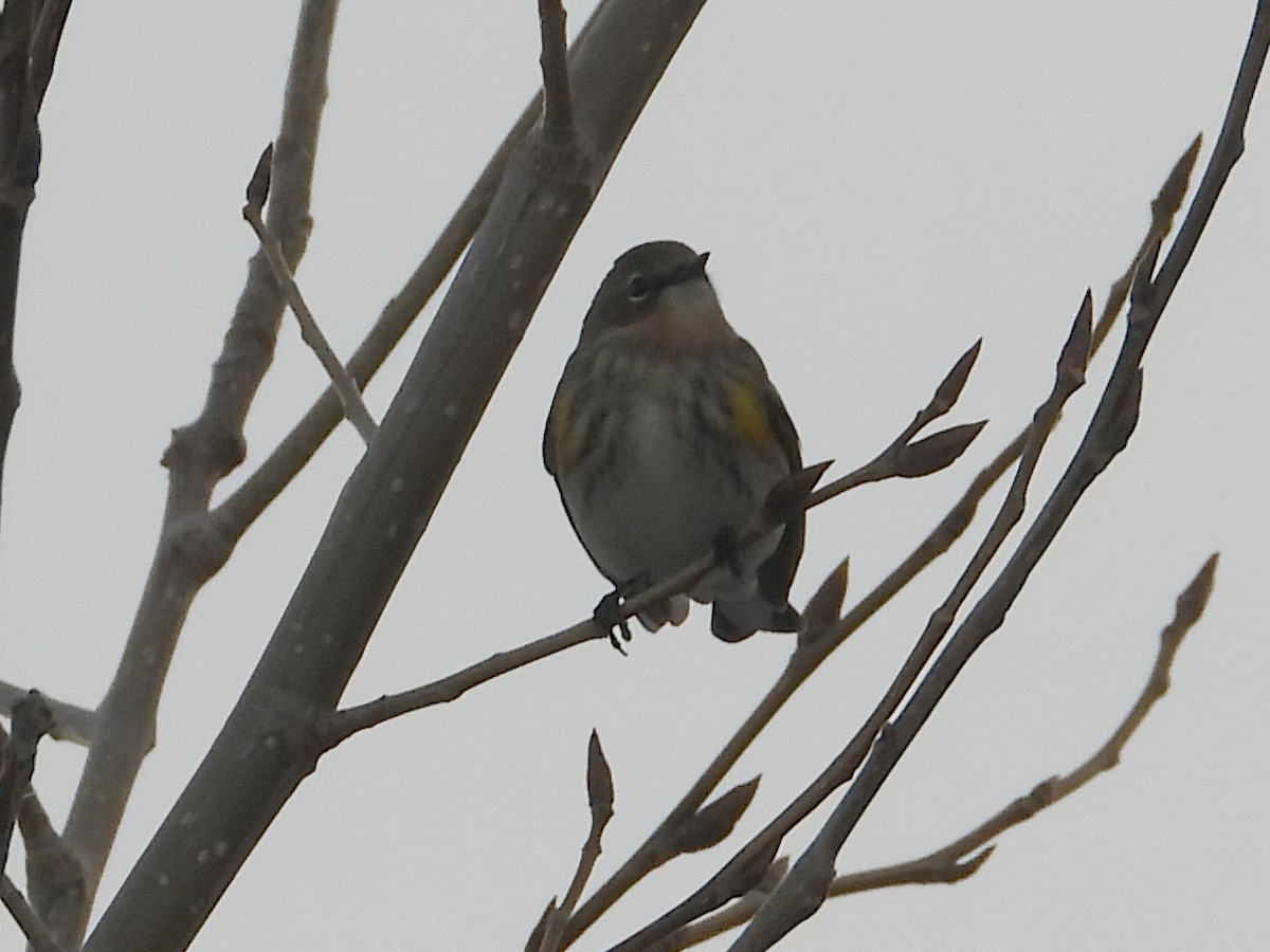 Yellow-rumped Warbler - ML292304491