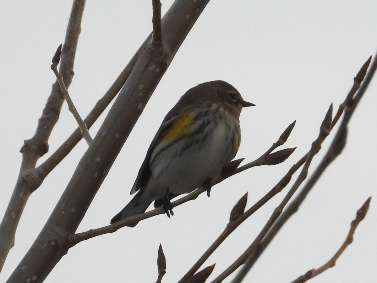 Yellow-rumped Warbler - ML292304801