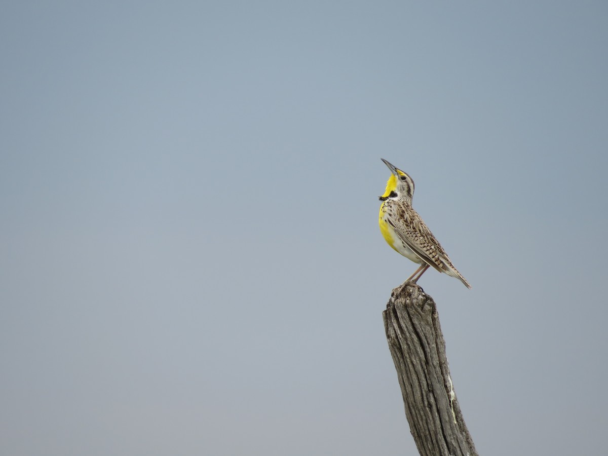 Western Meadowlark - ML29230701