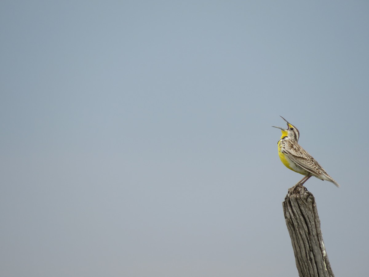 Western Meadowlark - ML29230711