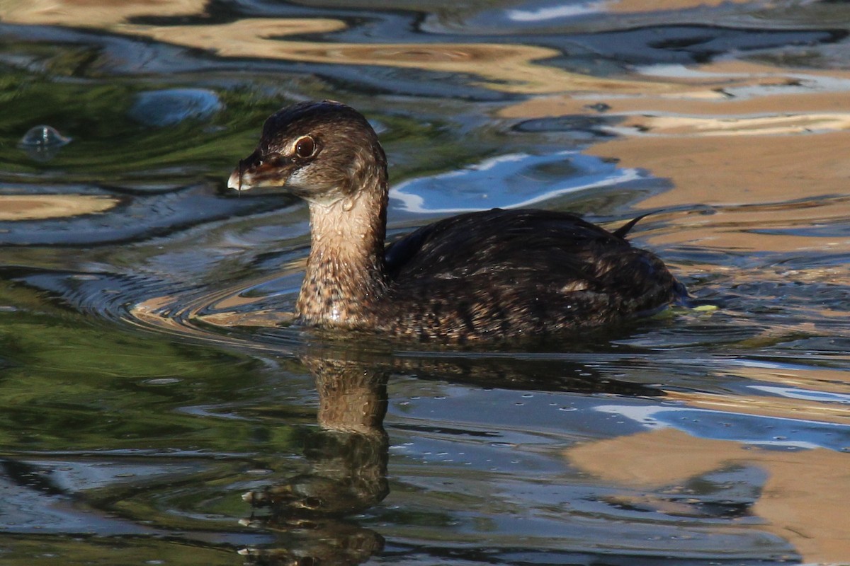 Pied-billed Grebe - ML292310021