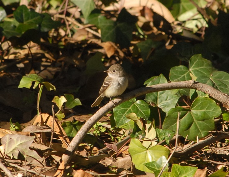 Least Flycatcher - Jaime Chaves