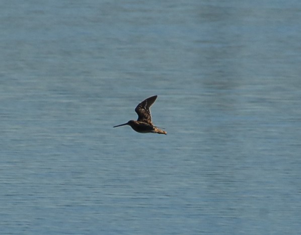 Wilson's Snipe - ML292313861