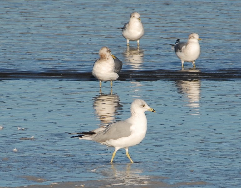 Ring-billed Gull - Jaime Chaves