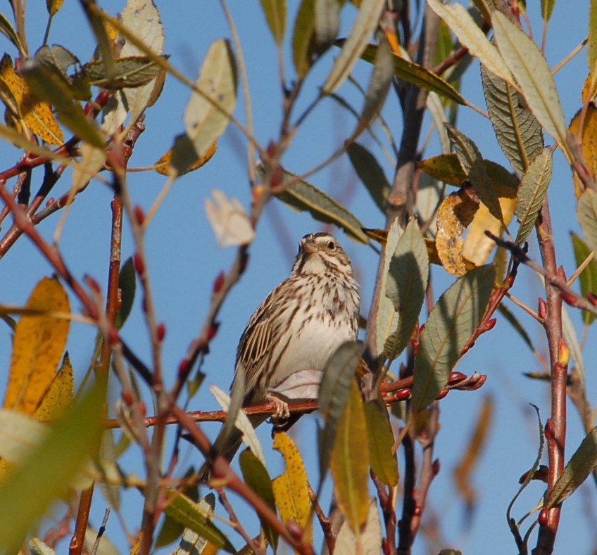 Savannah Sparrow - ML292314221