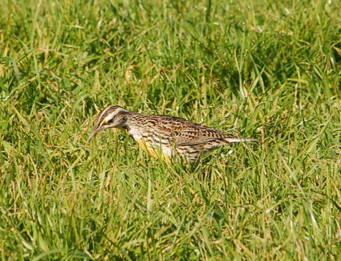 Western Meadowlark - ML292314321