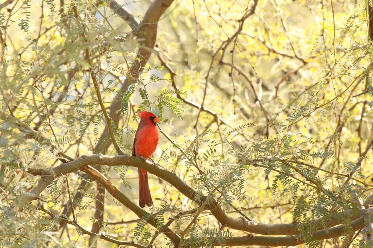 Northern Cardinal - ML292314391