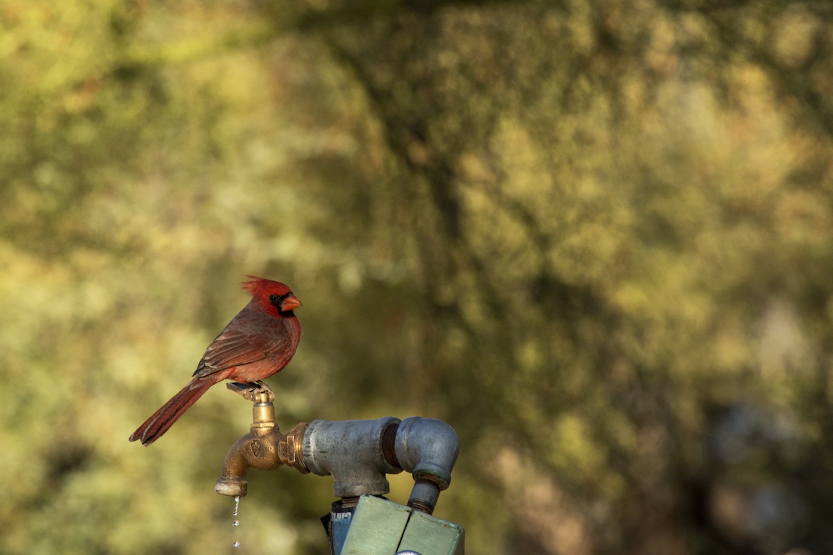 Northern Cardinal - ML292315751