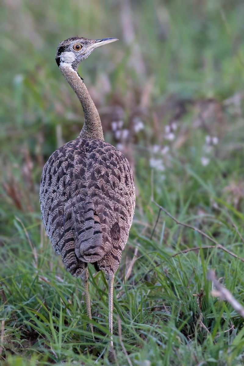 Black-bellied Bustard - ML292316131