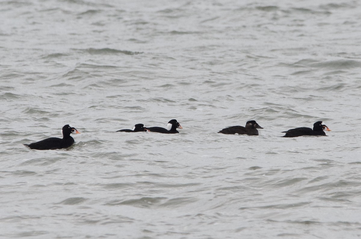 Surf Scoter - James Turner