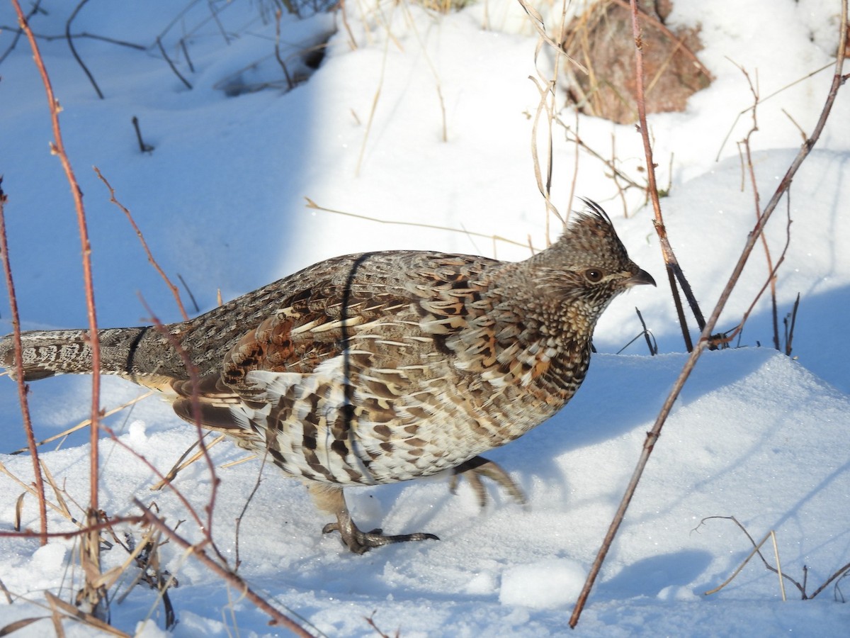 Ruffed Grouse - ML292320551