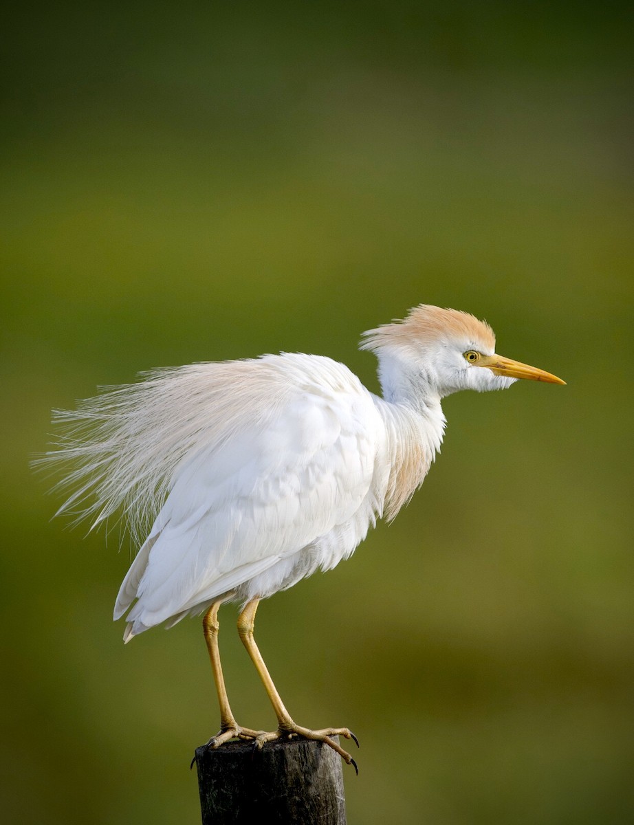 Western Cattle-Egret - Brandon Nidiffer