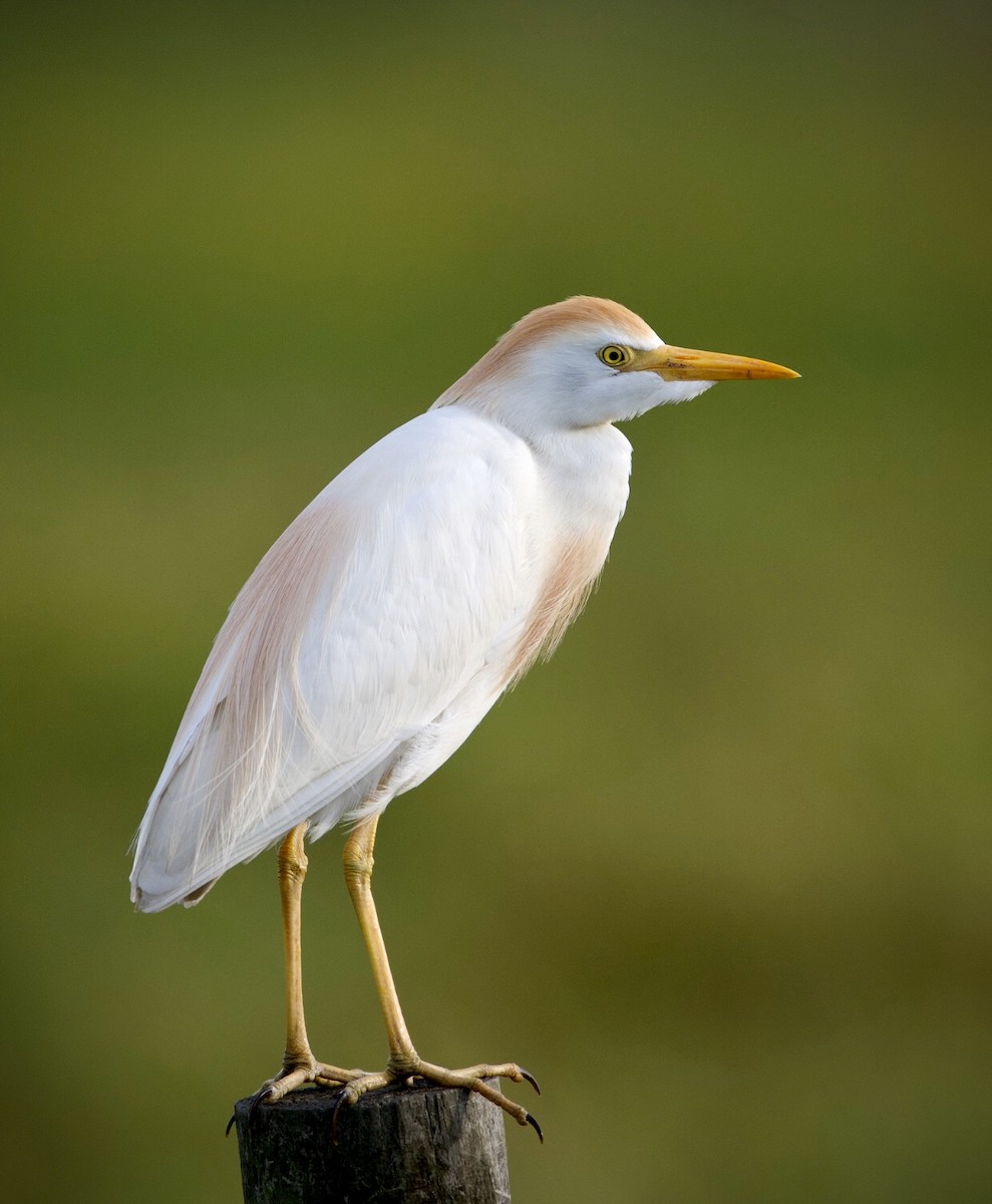 Western Cattle-Egret - Brandon Nidiffer