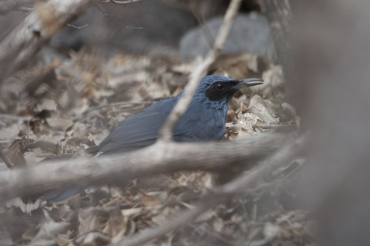 Blue Mockingbird - ML292323981