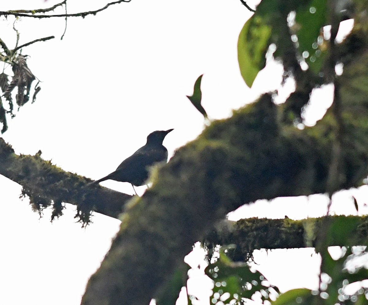 Pale-eyed Thrush - ML292326351