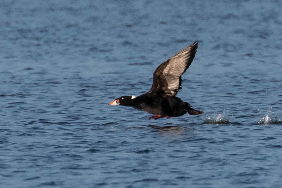 Surf Scoter - ML292330061