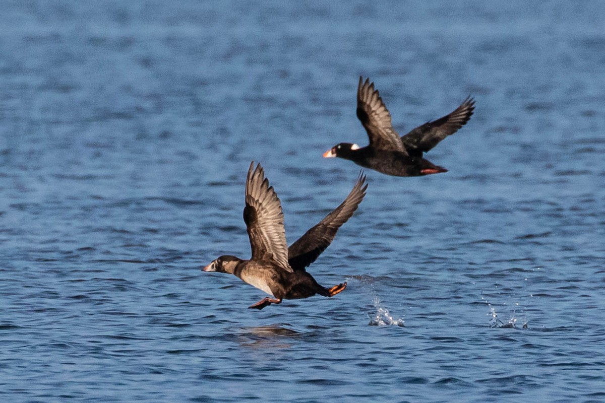 Surf Scoter - ML292330071