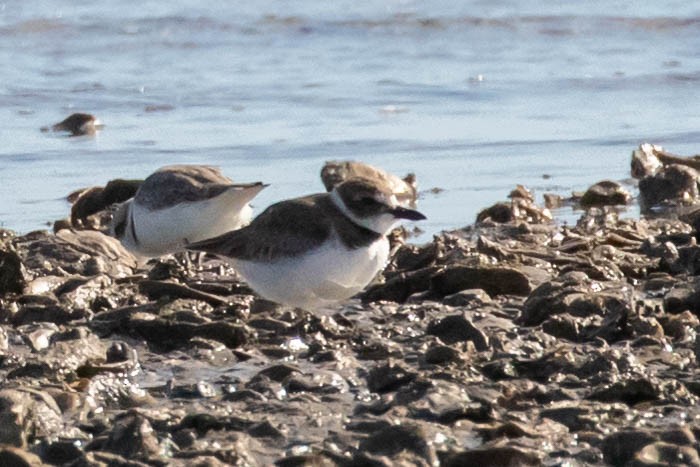 Wilson's Plover - Bob Friedrichs