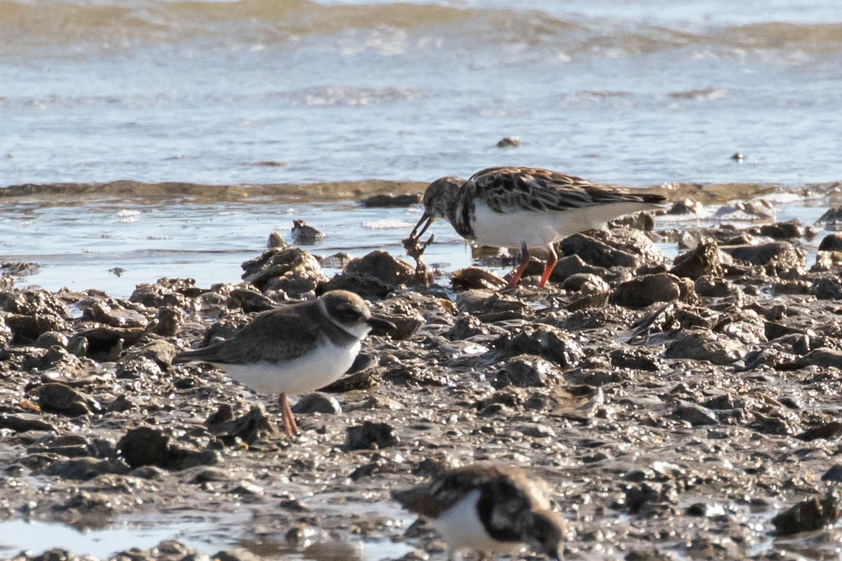 Wilson's Plover - Bob Friedrichs