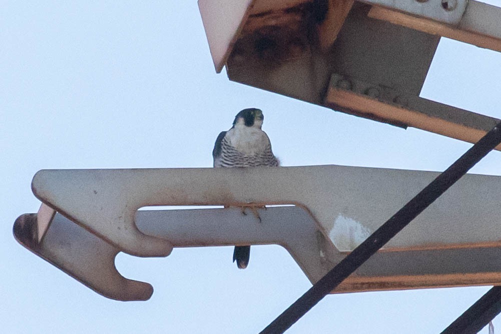 Эгэл шонхор - ML292330411