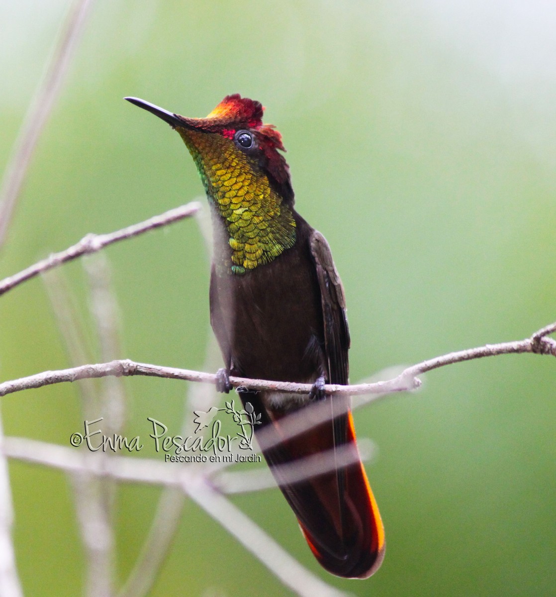 Ruby-topaz Hummingbird - ML29233091