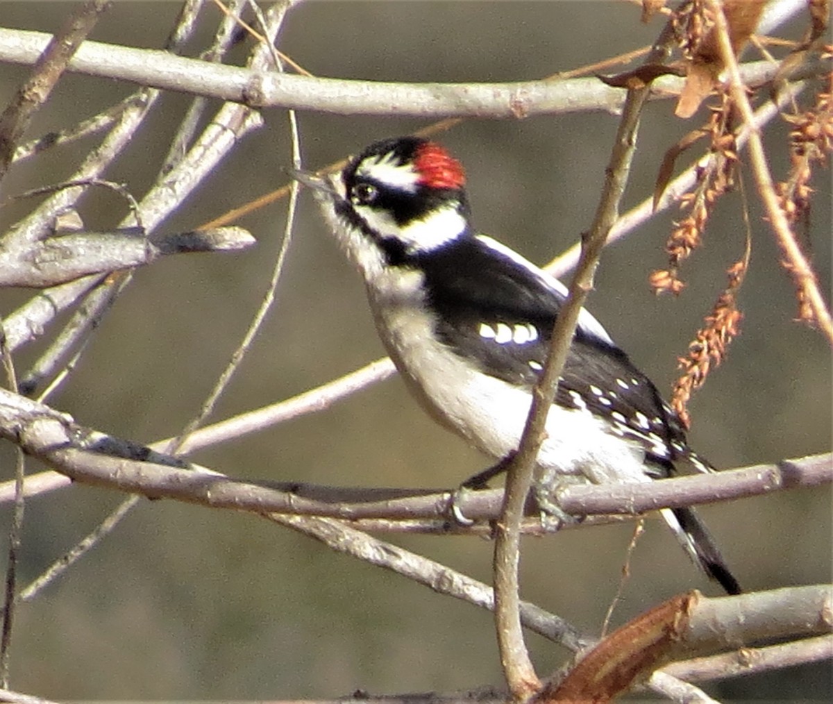 Downy Woodpecker (Pacific) - Rick Saxton