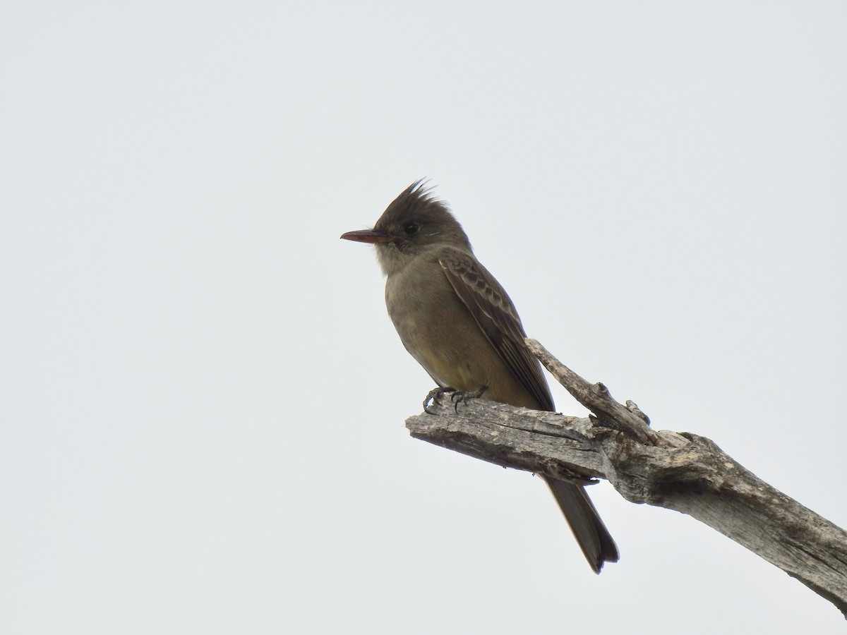Greater Pewee - ML292331051