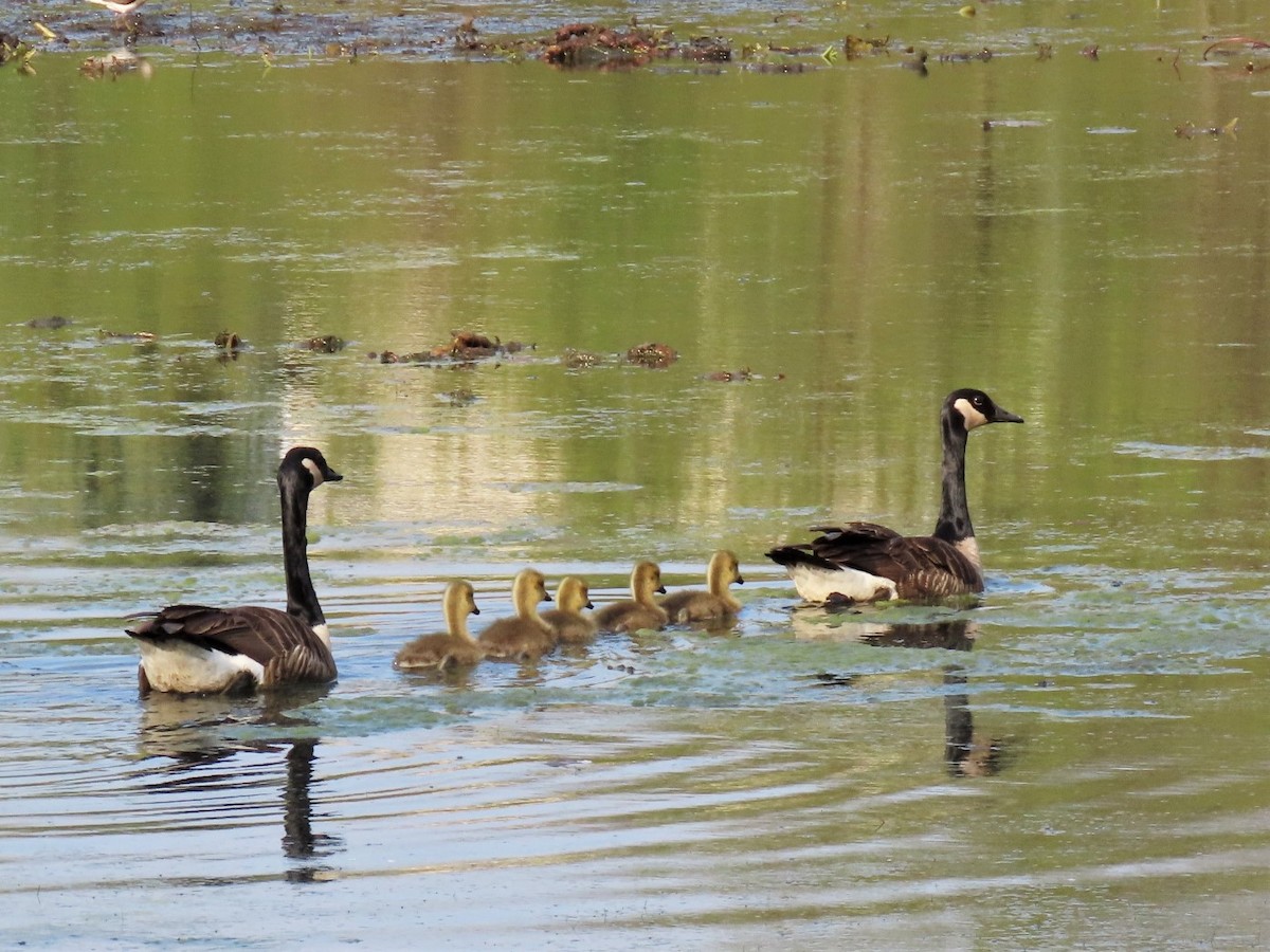 Canada Goose - ML292331671