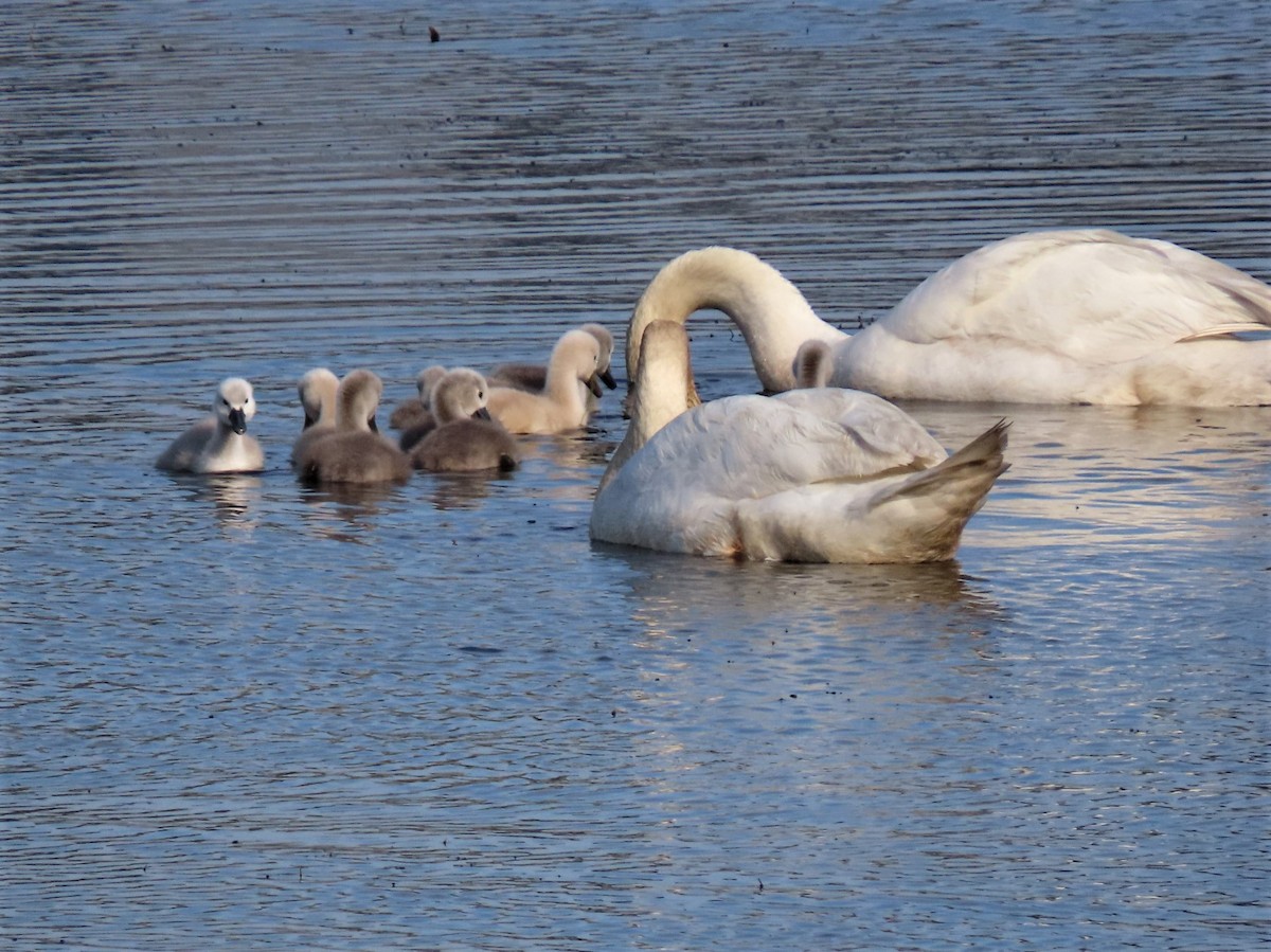 Mute Swan - ML292331831