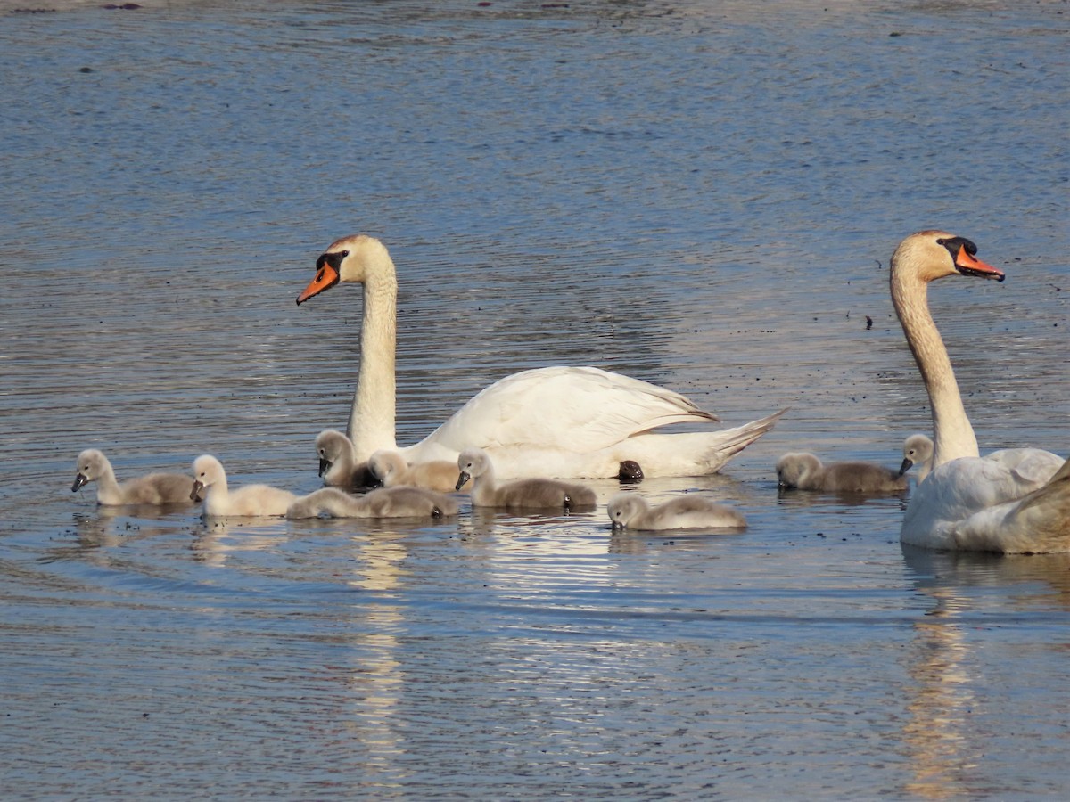 Mute Swan - ML292331901