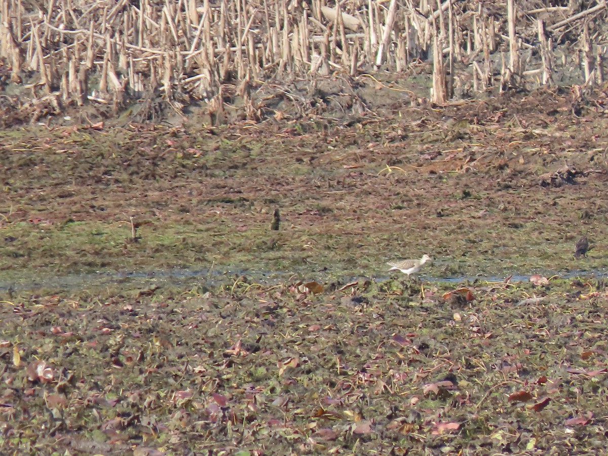 Spotted Sandpiper - ML292332171