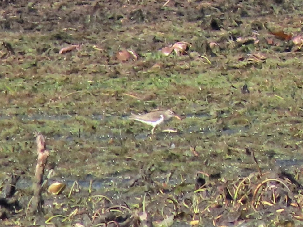 Spotted Sandpiper - ML292332201