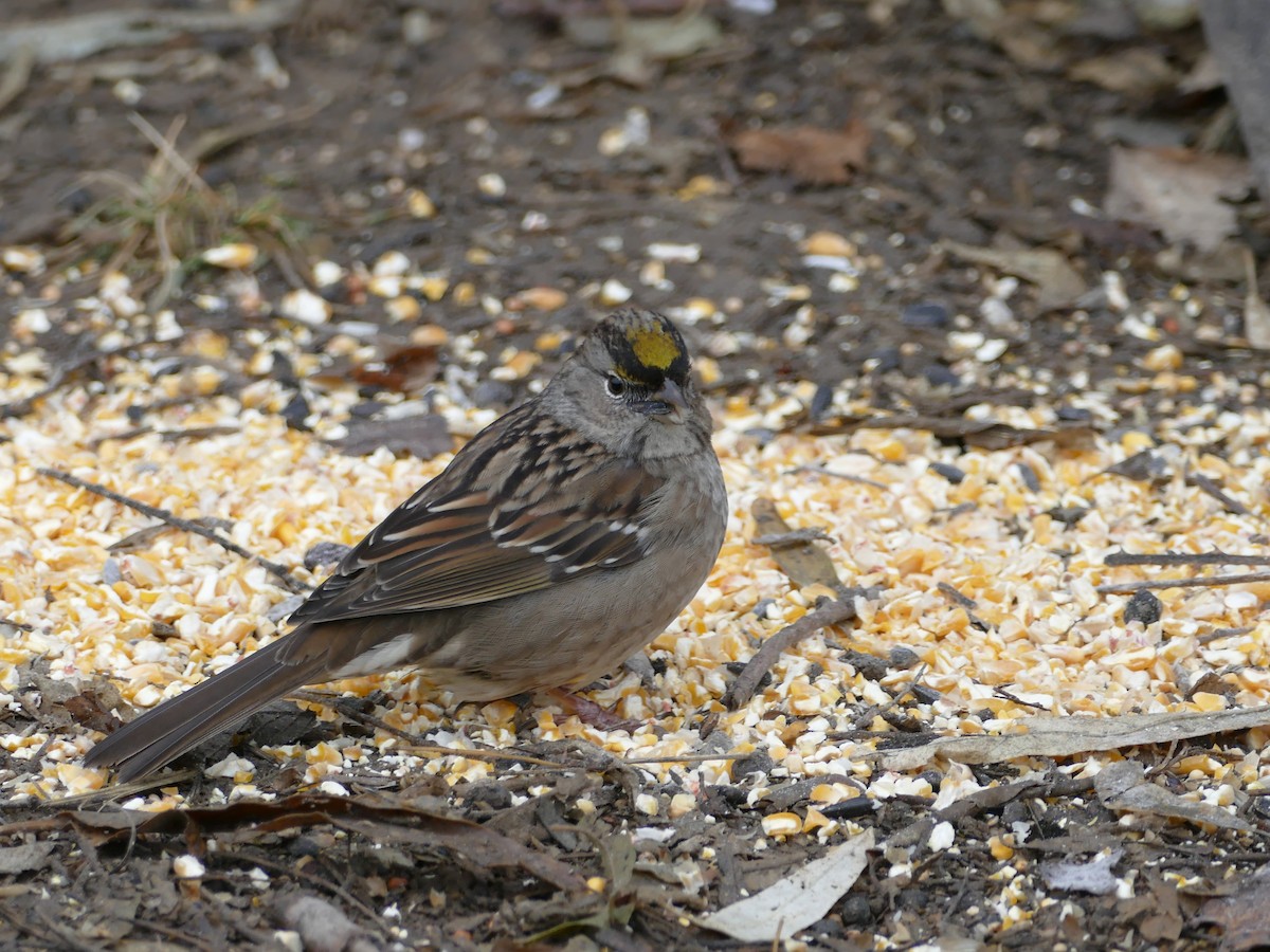 Golden-crowned Sparrow - Neal Hinds
