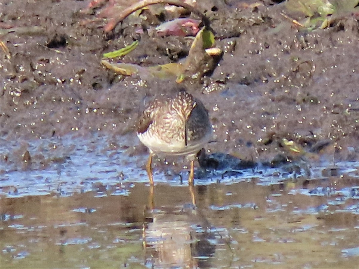 Solitary Sandpiper (solitaria) - ML292332341