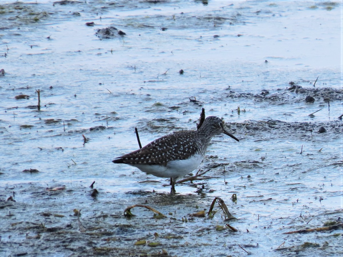 Solitary Sandpiper (solitaria) - Claudius  Feger