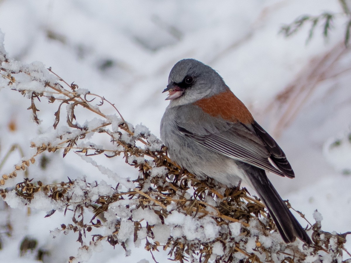 Junco Ojioscuro (dorsalis) - ML292335861