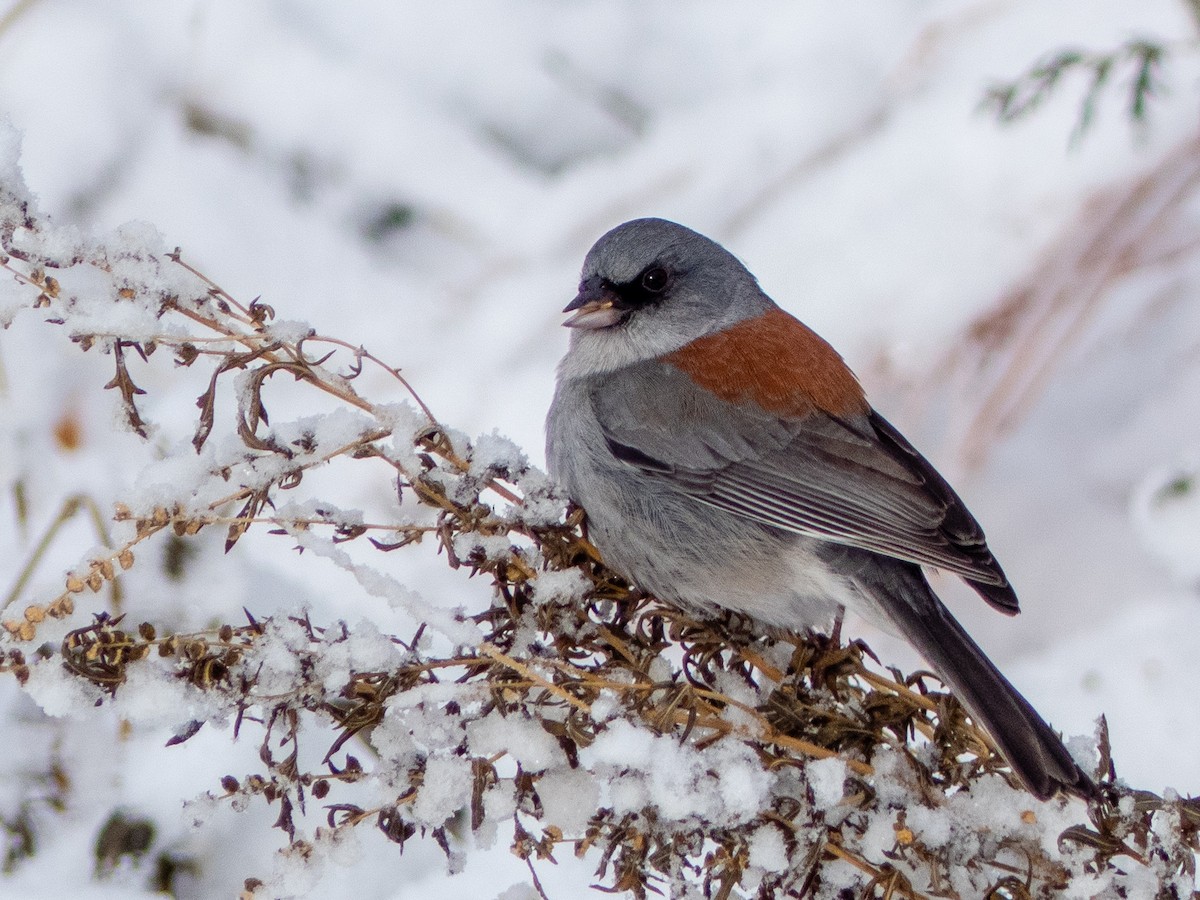 Junco Ojioscuro (dorsalis) - ML292335871