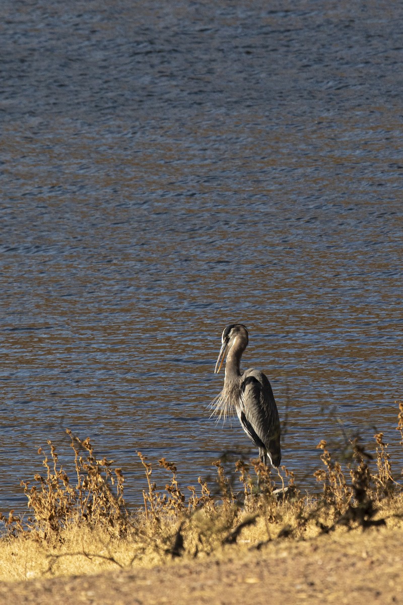 Great Blue Heron - ML292335891