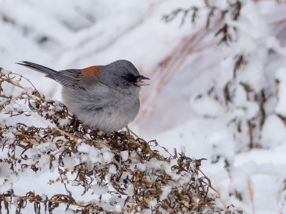 Dark-eyed Junco (Red-backed) - ML292335901